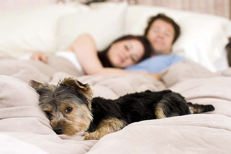 Couple in bed with their dog