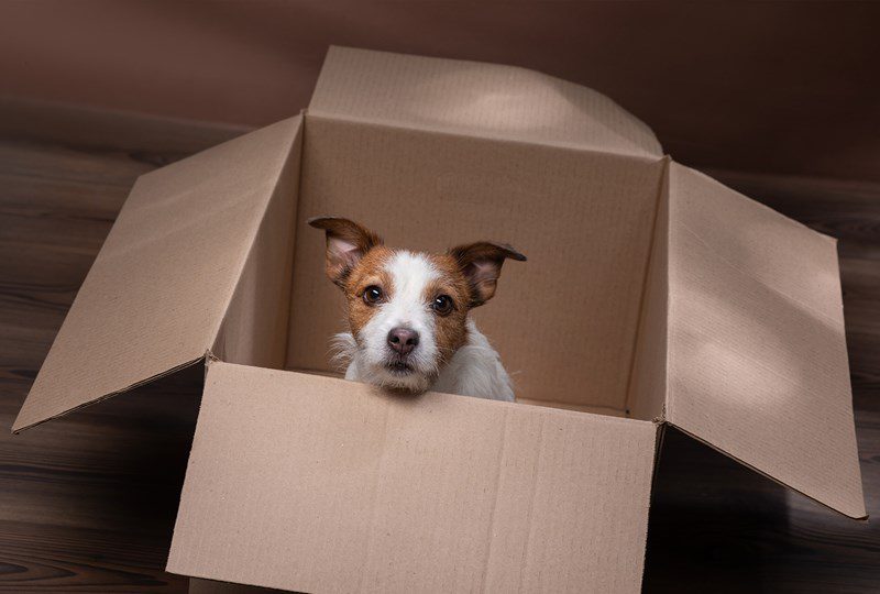 Moving with Pets, dog in a box